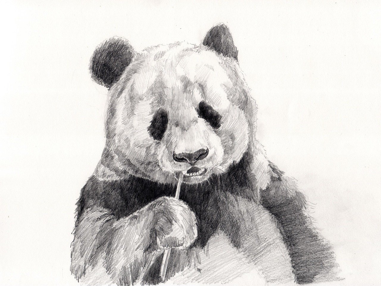 panda, sketch, pencil drawing, drawing, panda, panda, panda, panda, panda, sketch, pencil drawing